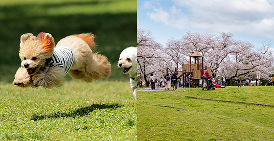 都立篠崎公園